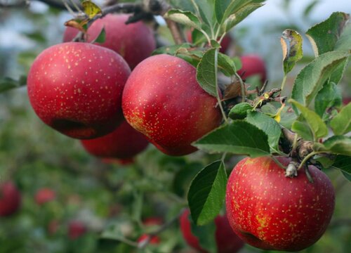 苹果树被化肥烧根了怎么办