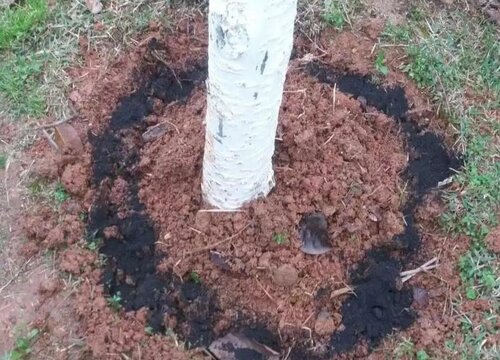 苹果树被化肥烧根了怎么办