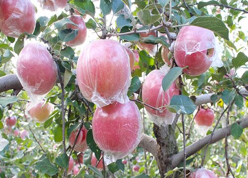 苹果树被化肥烧根了怎么办