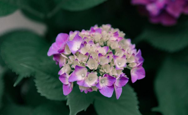 绣球花适合室内养吗