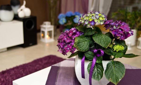 绣球花适合室内养吗