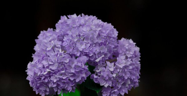 绣球花适合室内养吗