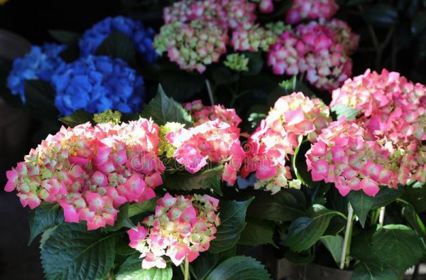 绣球花适合室内养吗