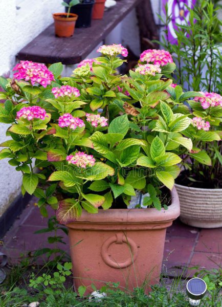 绣球花适合室内养吗