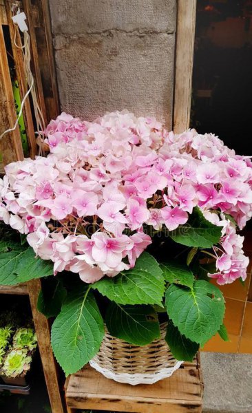 绣球花适合室内养吗