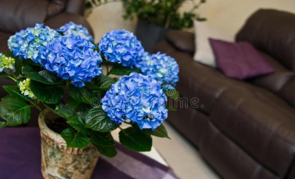 绣球花适合室内养吗