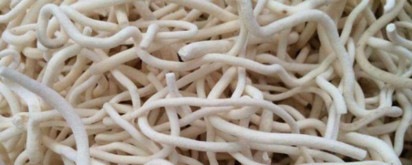 通草一次吃多少合适