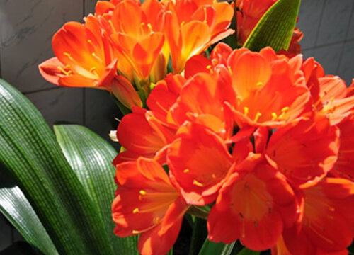 君子兰夹箭应急小妙招