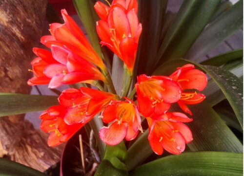 君子兰夹箭应急小妙招