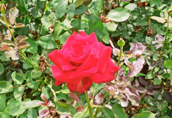 红米note8pro处理器参数配置