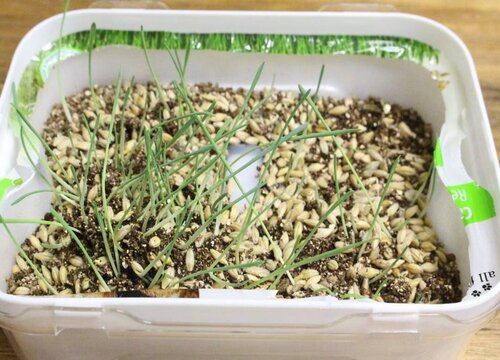 猫草可以水培吗