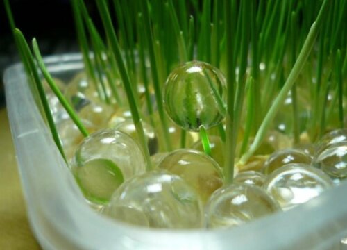 猫草可以水培吗