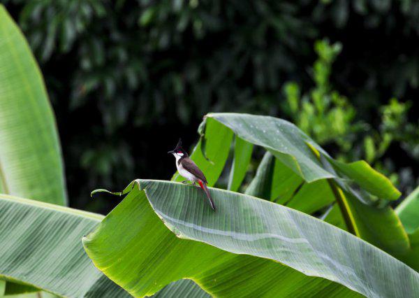 芭蕉叶的寓意及象征