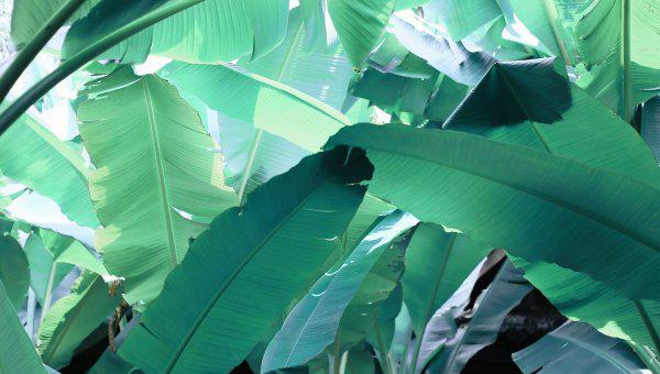 芭蕉叶的寓意及象征