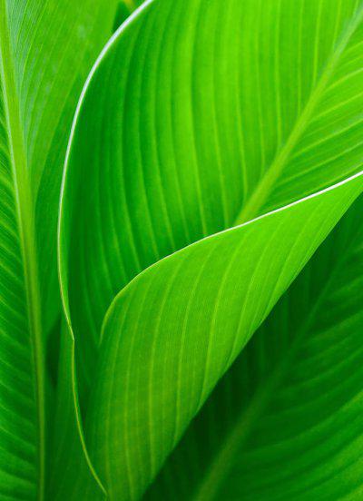 芭蕉叶的寓意及象征