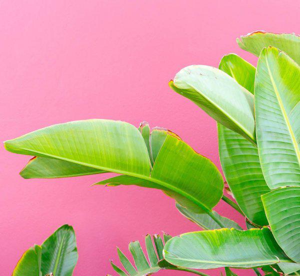 芭蕉叶的寓意及象征