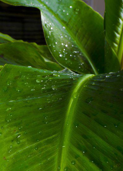 芭蕉叶的寓意及象征