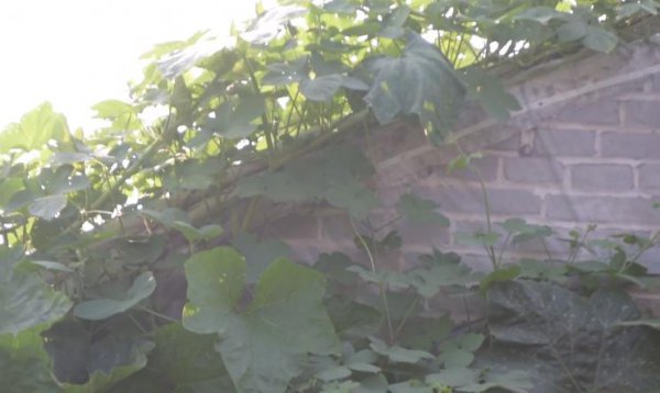 怎么样让南瓜秧多结南瓜