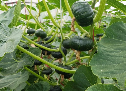 怎么样让南瓜秧多结南瓜