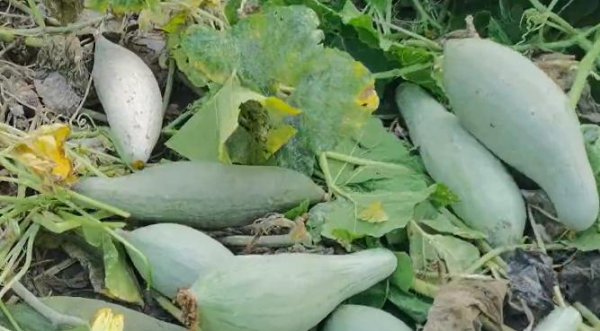 怎么样让南瓜秧多结南瓜