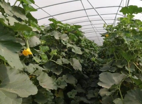 怎么样让南瓜秧多结南瓜