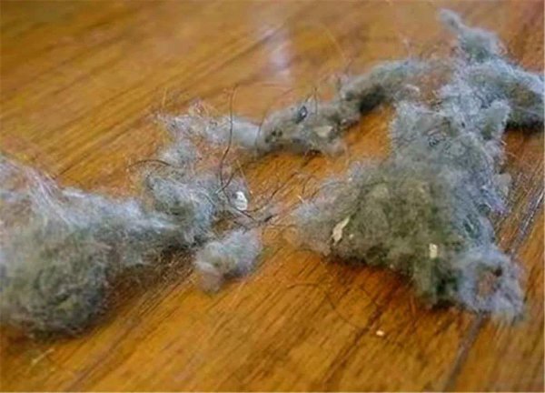 家里毛绒灰尘太多妙招