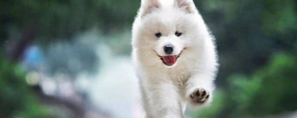 萨摩耶养殖的正确方法