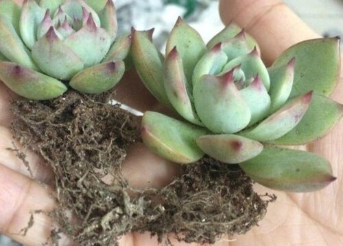 吉娃娃怎么分盆