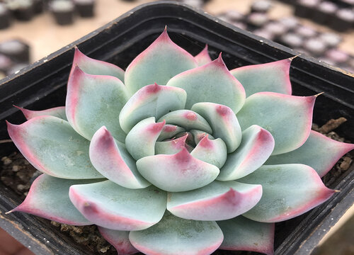 吉娃娃怎么分盆