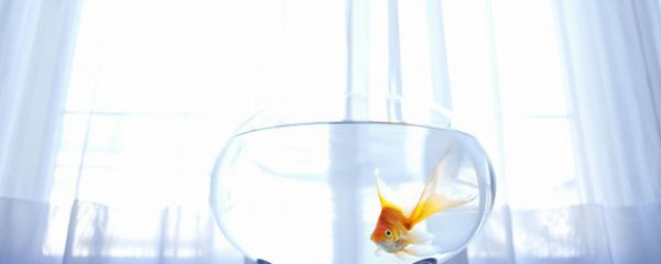 家庭鱼缸水怎么选择