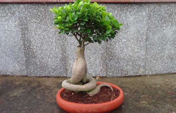 榕树盆景怎么修剪造型