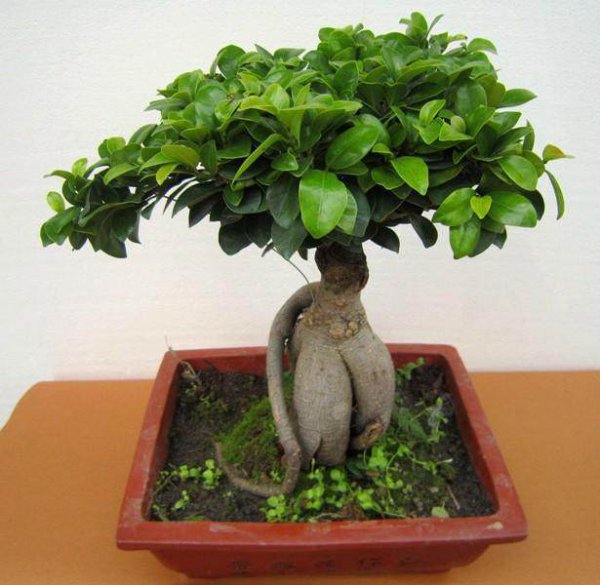 榕树盆景怎么修剪造型