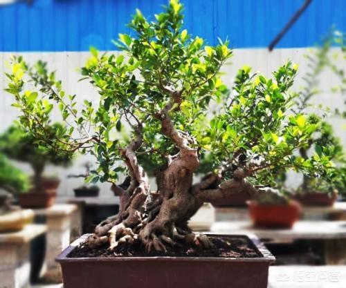 榕树盆景怎么修剪造型