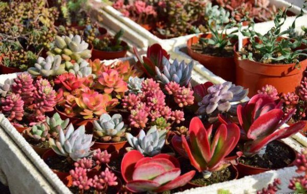 多肉生虫子了小白虫怎么办