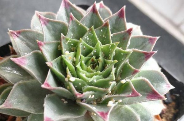 多肉生虫子了小白虫怎么办