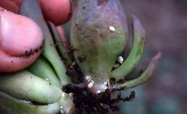 多肉生虫子了小白虫怎么办