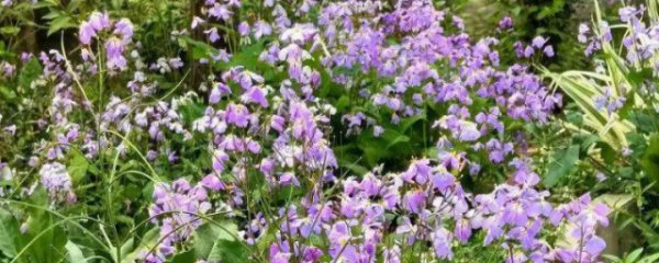 诸葛菜怎么做好吃