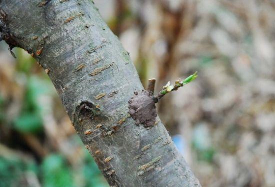 桃树怎么嫁接成活率高窍门