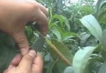 桃树怎么嫁接成活率高窍门