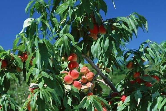 桃树怎么嫁接成活率高窍门