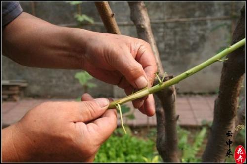 桃树怎么嫁接成活率高窍门