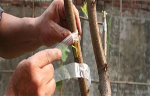 桃树怎么嫁接成活率高窍门