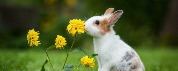 兔子本命年可以戴金吗