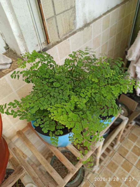 卫生间适合养什么花和植物好