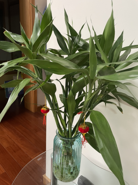 卫生间适合养什么花和植物好