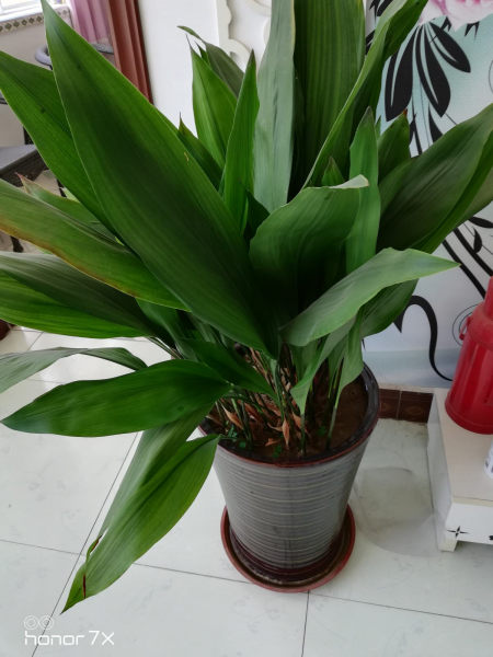 卫生间适合养什么花和植物好