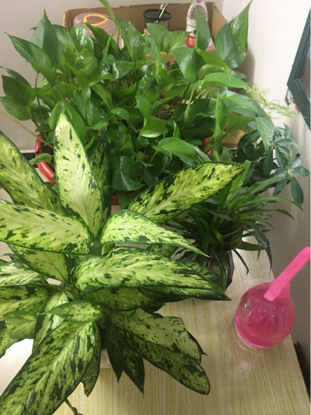 卫生间适合养什么花和植物好