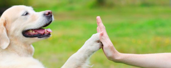 高铁可以带宠物么