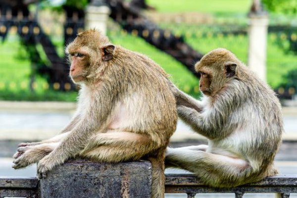 十二生肖最记仇的是哪个