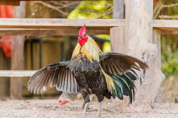 十二生肖最记仇的是哪个